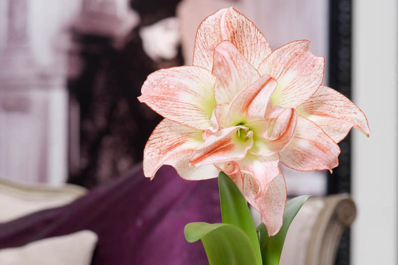 Amaryllis Aphrodite, Amarylis Bulbs, Hippeastrum Aphrodite, Hippeastrum Bulbs, Bicolor Flowers, Bicolor Amaryllis