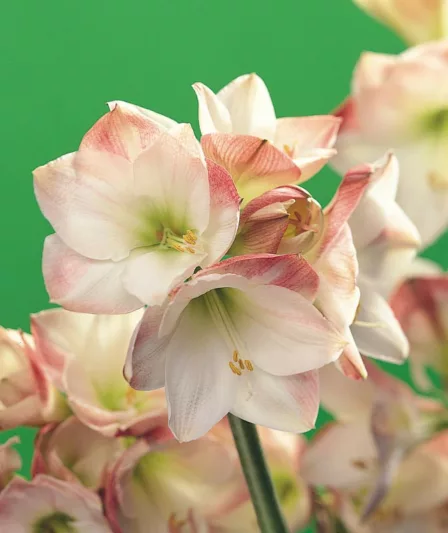 Amaryllis Apple Blossom, Amarylis Bulbs, Hippeastrum Apple Blossom, Hippeastrum Bulbs