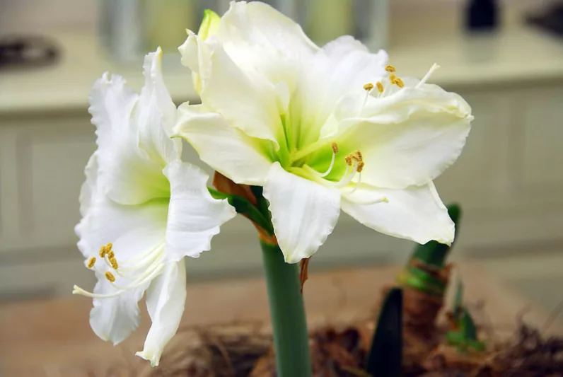 Amaryllis Athene, Amarylis Bulbs, Hippeastrum Athene, Hippeastrum Bulbs, White Flowers, White Amaryllis