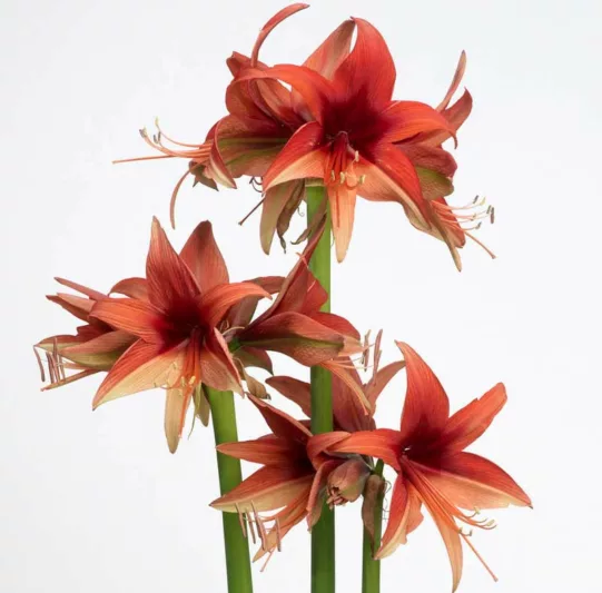 Amaryllis Bogota, 'Bogota' Amaryllis, Amarylis Bulbs, Hippeastrum Bogota, Hippeastrum Bulbs