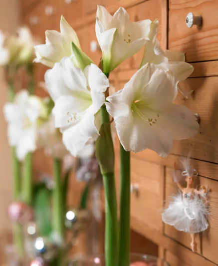 Amaryllis Christmas Gift, Amarylis Bulbs, Hippeastrum Christmas Gift, Hippeastrum Bulbs, White Flowers, White Amaryllis