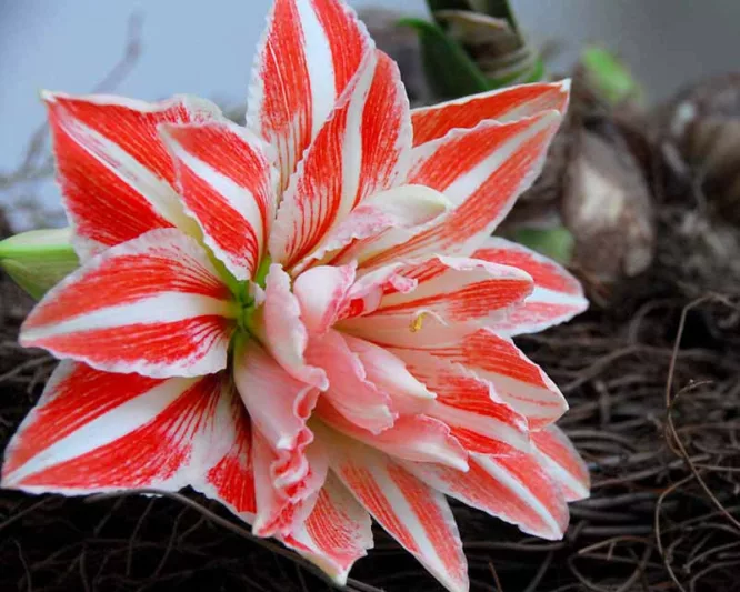 Amaryllis Dancing Queen, Amarylis Bulbs, Hippeastrum Dancing Queen, Hippeastrum Bulbs, Bicolor Flowers, Bicolor Amaryllis