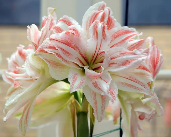 Amaryllis Dancing Queen, Amarylis Bulbs, Hippeastrum Dancing Queen, Hippeastrum Bulbs, Bicolor Flowers, Bicolor Amaryllis