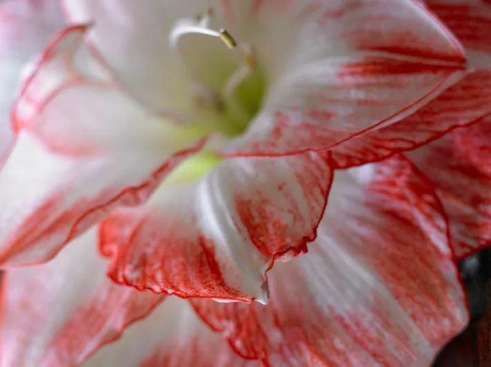Amaryllis Double Record, Amarylis Bulbs, Hippeastrum Double Record, Hippeastrum Bulbs, Bicolor Flowers, Bicolor Amaryllis