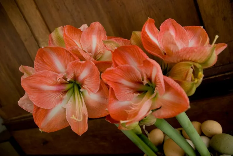 Amaryllis Faro, Amarylis Bulbs, Hippeastrum Faro, Hippeastrum Bulbs, Faro Amaryllis, Salmon Amaryllis, Orange Amaryllis