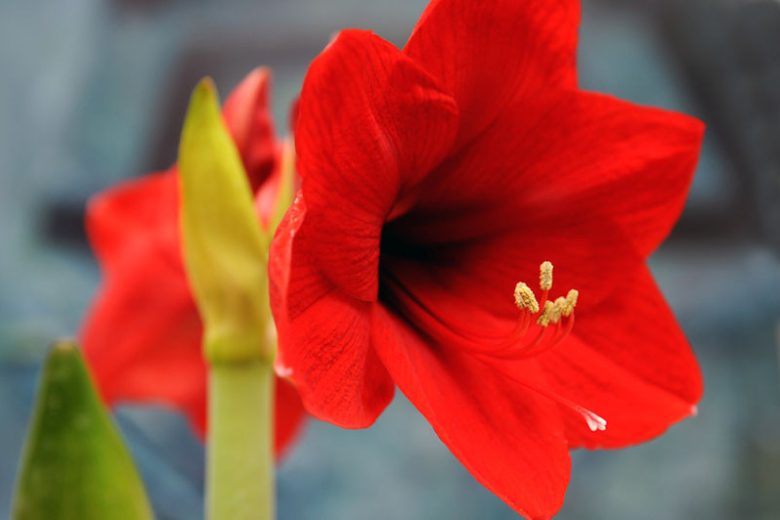 Amaryllis Ferrari, Ferrari Amaryllis, Amarylis Bulbs, Hippeastrum Ferrari, Hippeastrum Bulbs, Red Flowers, Red Amaryllis