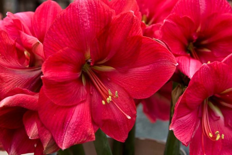Amaryllis Hercules, Amarylis Bulbs, Hippeastrum Hercules, Hippeastrum Bulbs, Red Amaryllis, Red Flowers