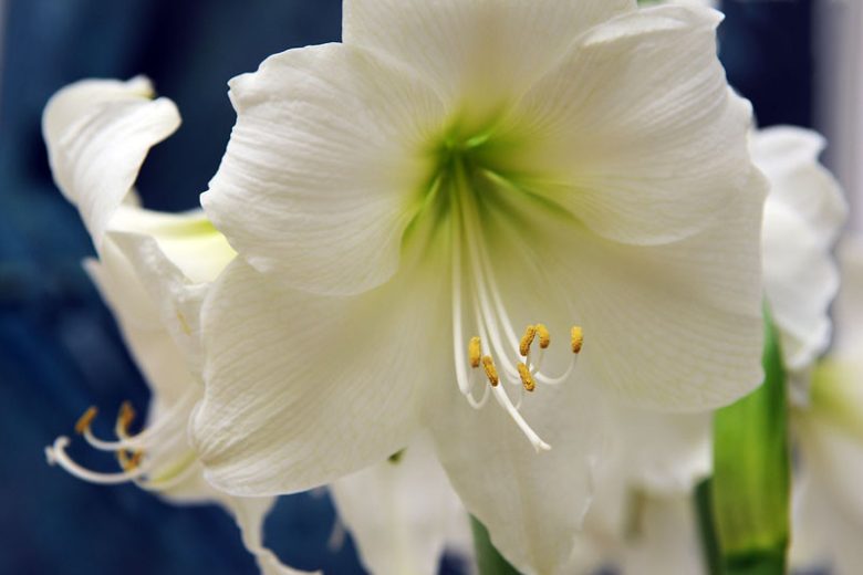 Amaryllis Matterhorn, Amarylis Bulbs, Hippeastrum Matterhorn, Hippeastrum Bulbs, White Flowers, White Amaryllis