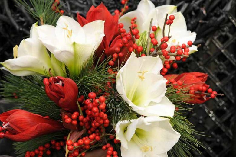 Amaryllis Matterhorn, Amarylis Bulbs, Hippeastrum Matterhorn, Hippeastrum Bulbs, White Flowers, White Amaryllis