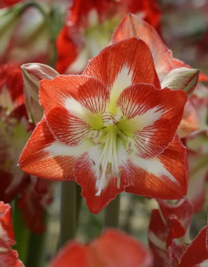Amaryllis Minerva, Amarylis Bulbs, Hippeastrum Minerva, Hippeastrum Bulbs, Bicolor Flowers, Bicolor Amaryllis