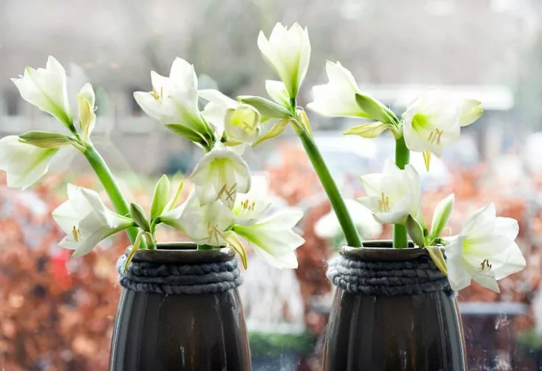 Amaryllis Mont Blanc, Amarylis Bulbs, Hippeastrum Mont Blanc, Hippeastrum Bulbs, White Flowers, White Amaryllis
