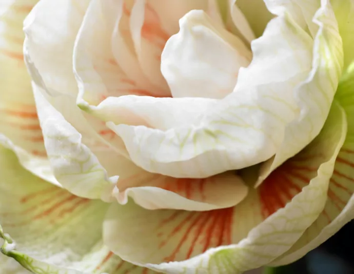 Amaryllis Nymph, Amarylis Bulbs, Hippeastrum Nymph, Hippeastrum Bulbs, White Flowers, White Amaryllis