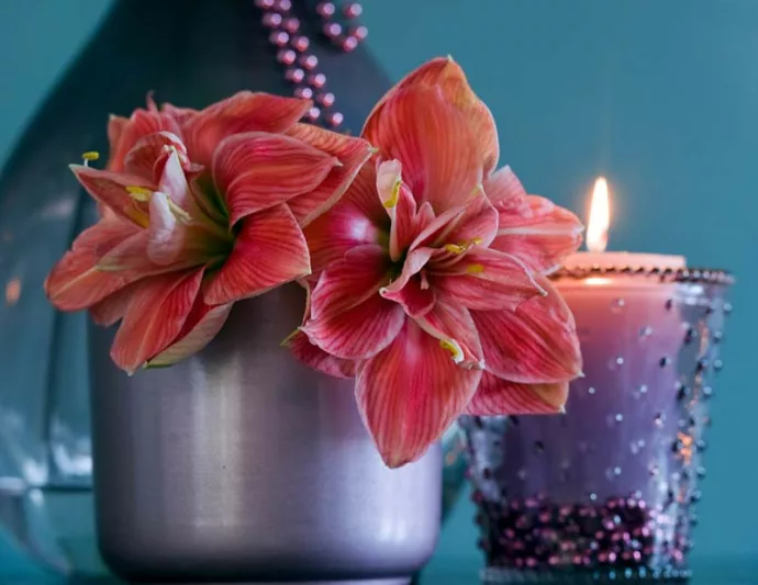 Amaryllis Pink Nymph, Pink Nymph Amaryllis, Amarylis Bulbs, Hippeastrum Magnum, Hippeastrum Bulbs, Pink Flowers, Pink Amaryllis