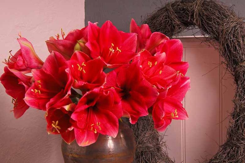 Amaryllis 'Red Lion, Amarylis Bulbs, Hippeastrum 'Red Lion, Hippeastrum Bulbs, Red Flowers, Red Amaryllis