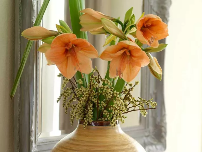 Amaryllis Rilona, Amarylis Bulbs, Hippeastrum Rilona, Hippeastrum Bulbs, Rilona Amaryllis, Salmon Amaryllis, Orange Amaryllis