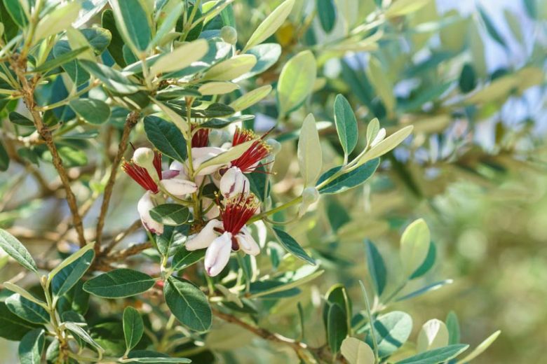 Acca sellowiana, Pineapple Guava, Feijoa sellowiana, Red Flowers, Fruit Shrub