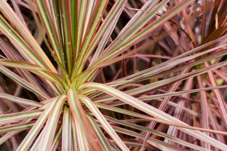 Dracaena marginata 'Tricolor', Madagascar Dragon Tree 'Tricolor', Dracaena cincta 'Tricolor', Dracaena 'Tricolour', Drought tolerant shrub, drought tolerant tree