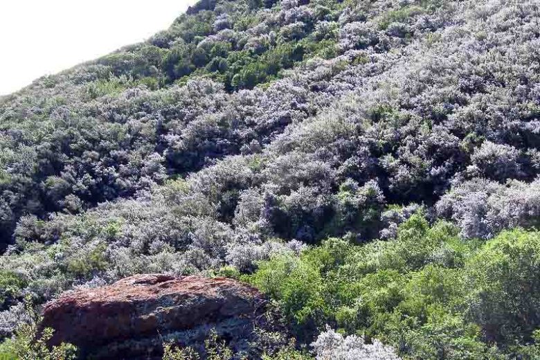Ceanothus oliganthus, Explorer's Bush, Explorer's-bush, Hairy Ceanothus, Ceanothus divaricatus, Ceanothus hirsutus, , California Lilac, Blue Flowers, Fragrant Shrubs, Evergreen Shrubs