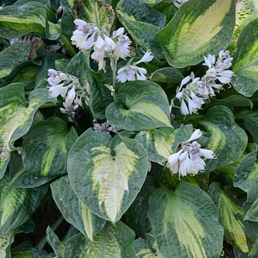 Hosta Alligator Alley, Variegated Plantain lily, Plantain Lily 'Alligator Alley', 'Alligator Alley' Hosta, Shade perennials, Plants for shade