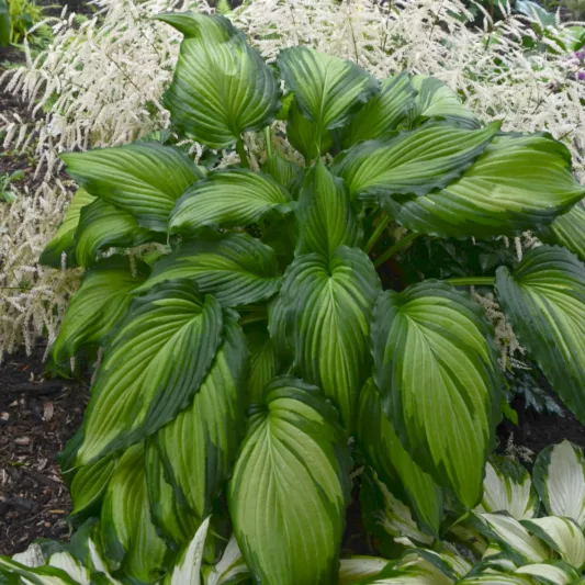 Hosta Angel Falls, Variegated Plantain lily, Plantain Lily 'Angel Falls', Shade perennials, Plants for shade