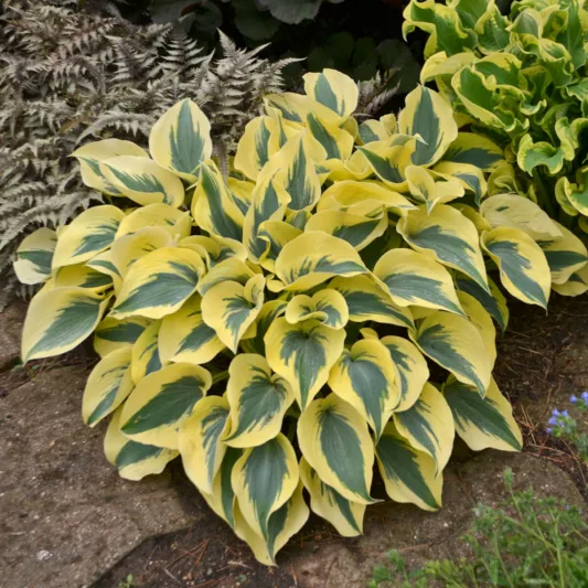 Hosta Autumn Frost, Variegated Plantain lily, Plantain Lily 'Autumn Frost', 'Autumn Frost' Hosta, Blue Hosta, Shade perennials, Plants for shade