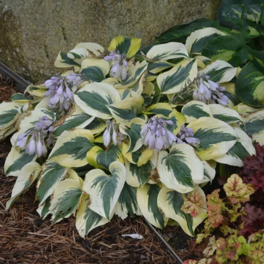 Hosta Autumn Frost, Variegated Plantain lily, Plantain Lily 'Autumn Frost', 'Autumn Frost' Hosta, Blue Hosta, Shade perennials, Plants for shade