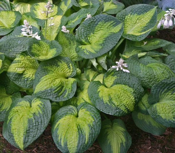 Hosta Brother Stefan, Plantain Lily 'Brother Stefan', 'Brother Stefan' Hosta, variegated Plantain lily, Shade perennials, Plants for shade