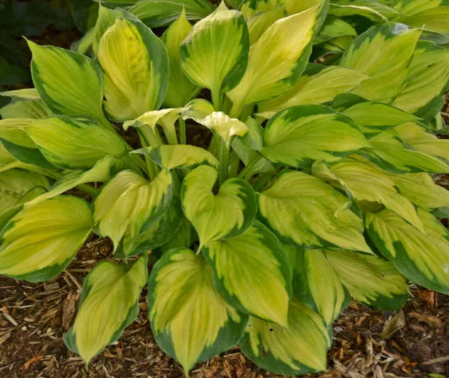Hosta Captain Kirk, Plantain Lily 'Captain Kirk', 'Captain Kirk' Hosta, variegated Plantain lily, Shade perennials, Plants for shade