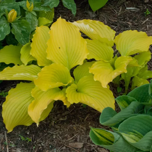 Hosta Dancing Queen, Plantain Lily 'Dancing Queen', 'Dancing Queen', Yellow Hosta, Shade perennials, Plants for shade