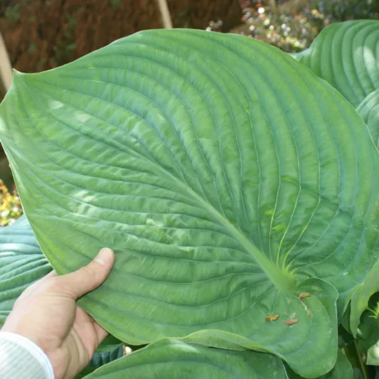 Hosta 'Empress Wu',  Plantain Lily 'Empress Wu', 'Empress Wu' Hosta, Giant Hosta, Blue Hostas, Shade perennials, Plants for shade