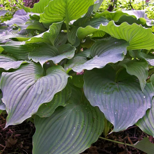 Hosta 'Komodo Dragon',  Plantain Lily 'Komodo Dragon', 'Komodo Dragon' Hosta, Giant Hosta, Blue Hostas, Shade perennials, Plants for shade