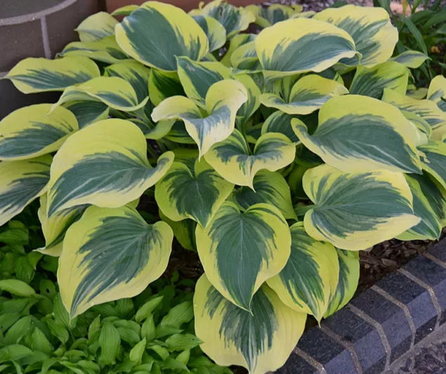 Hosta Liberty, Variegated Plantain lily, Plantain Lily 'Liberty', Shade perennials, Plants for shade