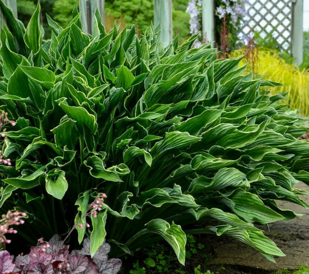 Hosta Praying Hands, Plantain Lily 'Praying Hands', Shade perennials, Plants for shade