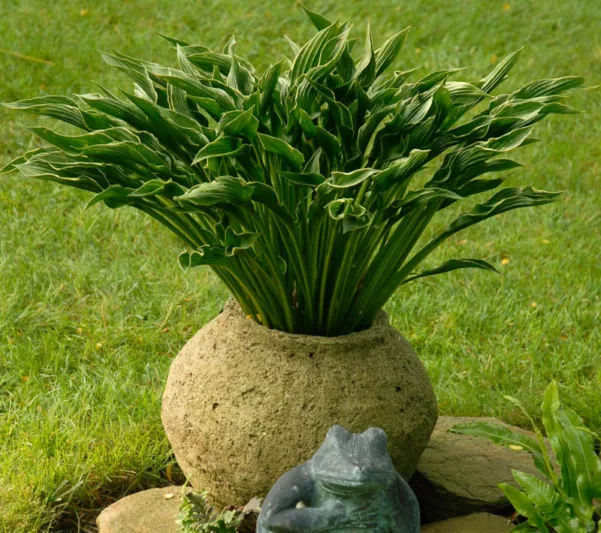 Hosta Praying Hands, Plantain Lily 'Praying Hands', Shade perennials, Plants for shade