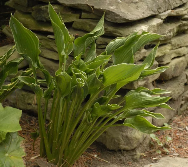 Hosta Praying Hands, Plantain Lily 'Praying Hands', Shade perennials, Plants for shade