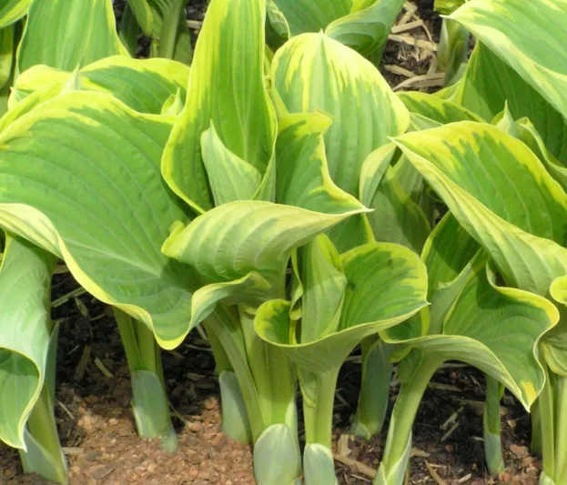 Hosta Sagae, Variegated Plantain lily, Plantain Lily 'Sagae', Shade perennials, Plants for shade