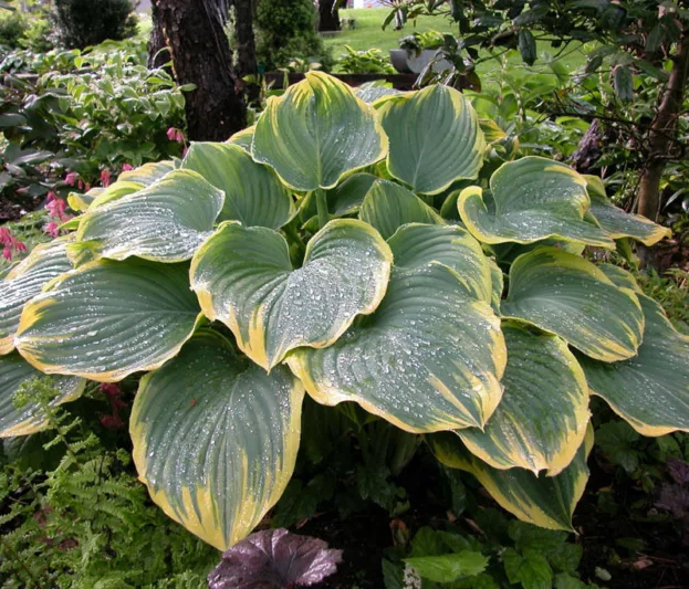 Hosta Sagae, Variegated Plantain lily, Plantain Lily 'Sagae', Shade perennials, Plants for shade