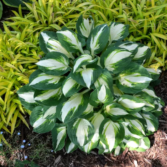 Hosta Vulcan, Variegated Plantain lily, Plantain Lily 'Vulcan', 'Vulcan' Hosta, Shade perennials, Plants for shade
