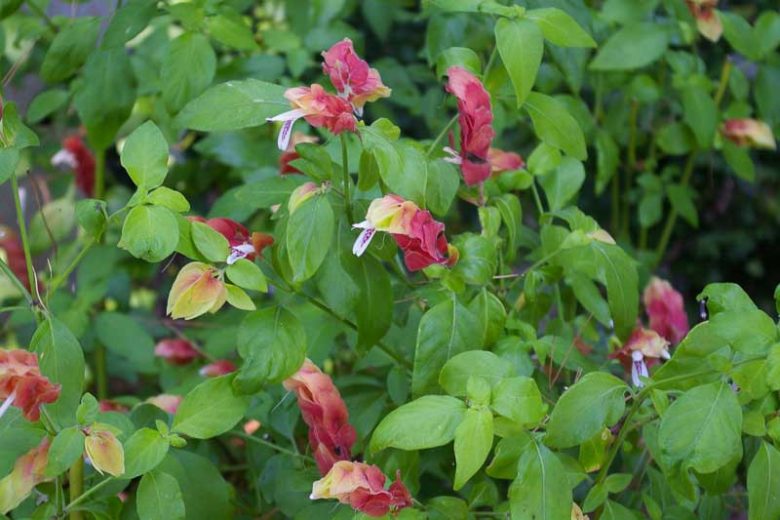 Justicia brandegeeana, Shrimp Plant, Brazilian Shower Plant, Caterpillars, False Hop, Fountain Plant, Lobster Plant, Mexican Shrimp Plant, Shrimp Bush, Flowering Shrub, Red Flowers, Pink Flowers