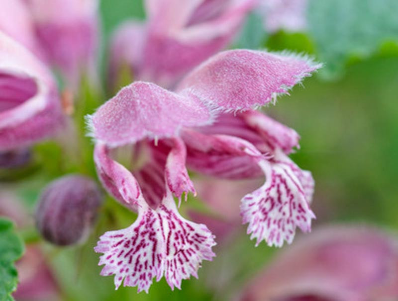 Lamium, Spotted Dead Nettle, Spotted Deadnettle, Yellow Archangel, Balm-Leaved Red Deadnettle, Balm-Leaved Archangel, Balm-Leaved Deadnettle, lamium maculatum, lamium orvala
