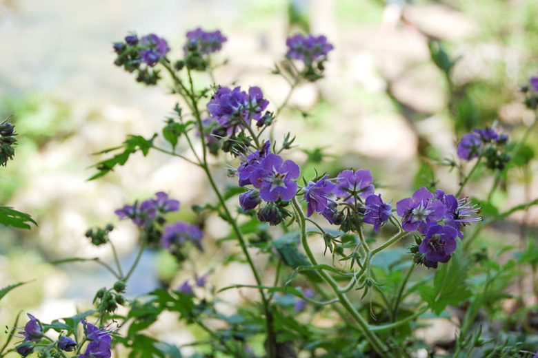 Phacelia bipinnatifida, Fernleaf Phacelia, Fernleaf Scorpion Weed, Spotted Phacelia, Loose-flowered Phacelia, Phacelia bipinnatifida var. plummeri, Phacelia brevistyla, Blue Flowers, Blue annuals