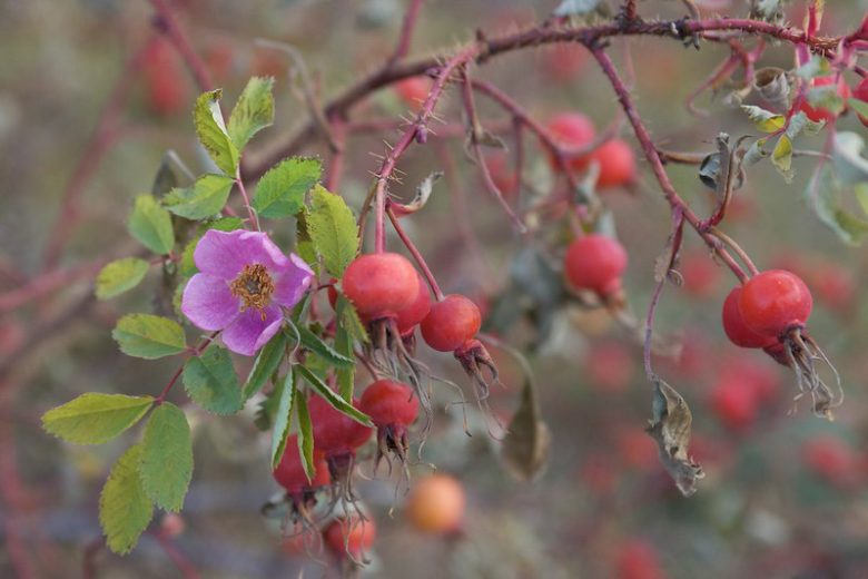 Rosa acicularis, Prickly Rose, Wild Rose, Arctic Rose, Circumpolar Rose, Prickly Wild Rose, Wild Roses, Shrub Roses, pink roses, Hardy roses