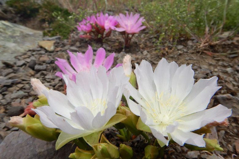 Lewisia rediviva, Bitter Root, Oregon Bitter-root, Bitterwort, Alpine wildflower, Pink Flowers, White Flowers