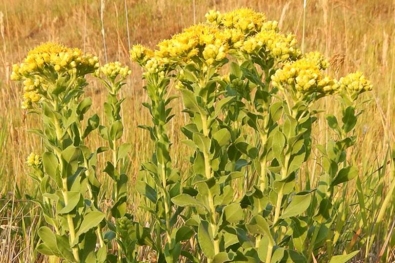 Oligoneuron rigidum, Stiff Goldenrod, Hard-leaf Goldenrod, Solidago rigida