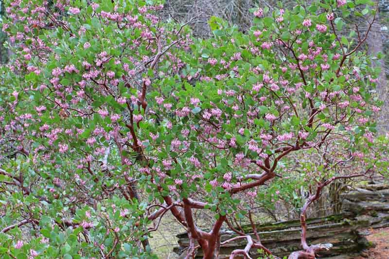 Arctostaphylos, Manzanitas, Bearberries, Arctostaphylos alpina, Alpine bearberry, Arctostaphylos rubra, red bearberry, Arctostaphylos uva-ursi, common bearberry, Evergreen shrub, California N