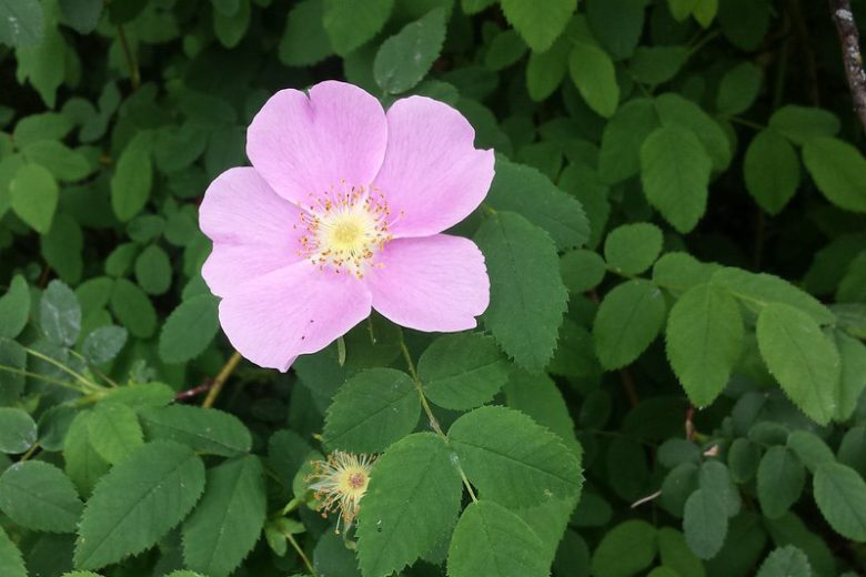 Rosa nutkana, Nootka Rose, Wild Roses, Shrub Roses, Wild Roses, Shrub Roses, pink roses, Drought tolerant roses