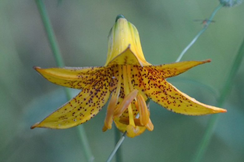 Lilium canadense, Canada Lily, Canadian Lily, Wild Yellow Lily,, Summer flowering Bulb, Yellow Lilies, Lily flower, Lily Flower