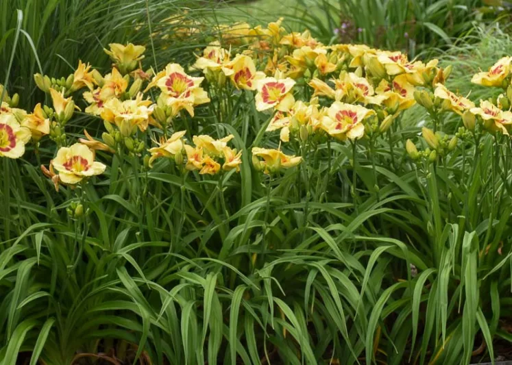 Hemerocallis Monterrey Jack, Daylily Monterrey Jack, Day Lily Monterrey Jack, Monterrey Jack Daylily, daylilies, Daylily, Day Lilies, Yellow flowers, Yellow day lily, Yellow Daylily, Early Season Daylilies