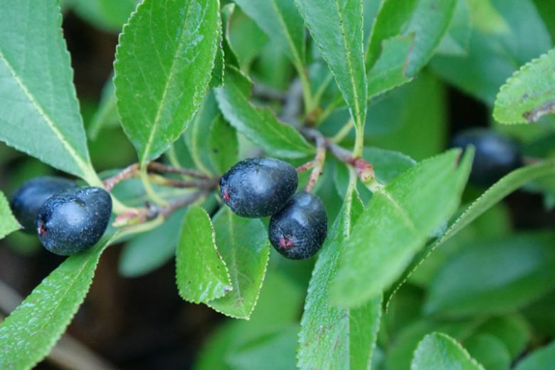 Ground Hug® Aronia Melanocarpa, Ground Hug® Black Chokeberry, shrubs, fall color, shrub with berries