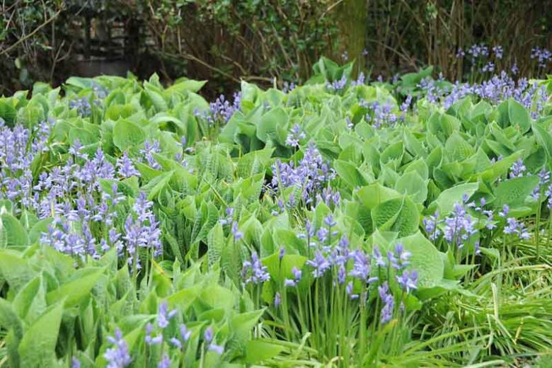 Hyacinthoides non-scripta, English Bluebells, Wild Hyacinth, Bell Bottle, Bluebottle, Calver Keys, Common English Bluebells, Cover Keys, Crake Feet, Crow Bells, Crow Leek, Cuckooflower, Culver Keys, Dog Leek, Dog's Leek, Bluebells, Fairy Flower, Harebell, Single Gussies, Spreading Bluebell, Squill, Wood Bells, Blue Flowers
